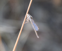 Sympecma fusca