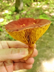 Phylloporus