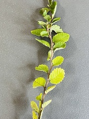 Ulmus