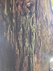 Chrysothrix candelaris