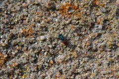 Chrysis ignita