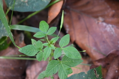 Cleome rutidosperma