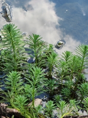 Myriophyllum aquaticum