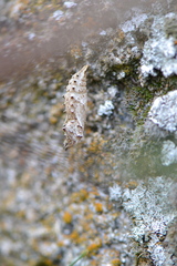 Aglais urticae