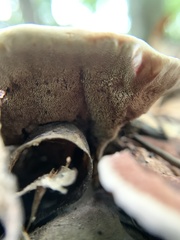 Hydnellum concrescens