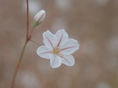 Eriogonum spergulinum