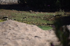 Motacilla alba alba