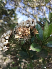 Ageratina pseudochilca