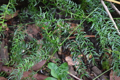 Asparagus racemosus
