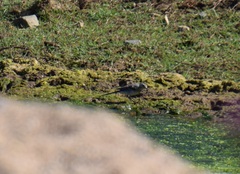 Motacilla alba alba