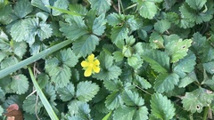 Potentilla canadensis