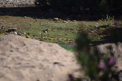 Motacilla alba alba