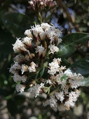 Ageratina pseudochilca