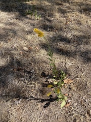 Solidago velutina