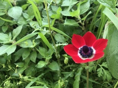 Anemone coronaria