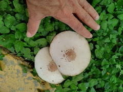 Chlorophyllum molybdites