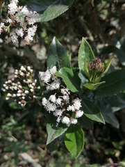 Ageratina pseudochilca