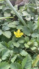 Potentilla canadensis