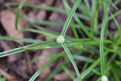 Cyperus mindorensis
