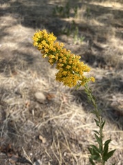 Solidago velutina