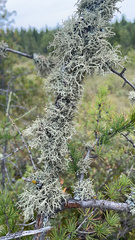 Evernia mesomorpha