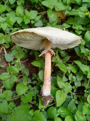 Chlorophyllum molybdites