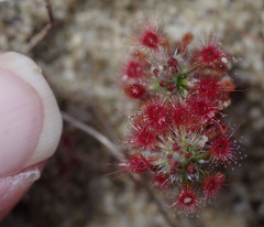 Drosera micrantha