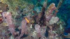 Ircinia