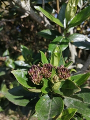 Ageratina pseudochilca
