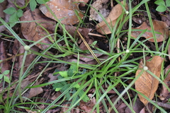 Cyperus mindorensis