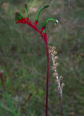 Anigozanthos manglesii manglesii