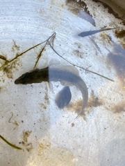 Gasterosteus aculeatus