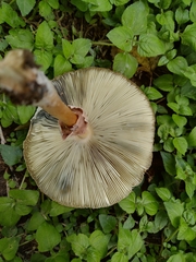 Chlorophyllum molybdites
