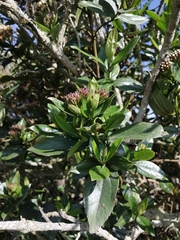 Ageratina pseudochilca