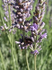 Chrysolina americana