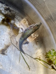 Gasterosteus aculeatus