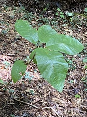 Magnolia tripetala
