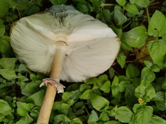Chlorophyllum molybdites