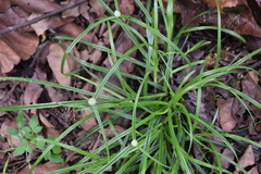 Cyperus mindorensis