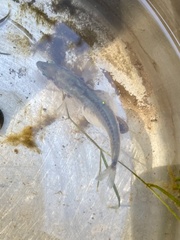 Gasterosteus aculeatus