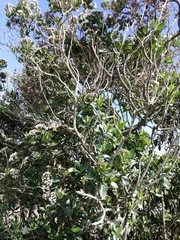 Ageratina pseudochilca