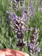 Chrysolina americana