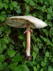 Chlorophyllum molybdites