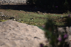 Motacilla alba alba