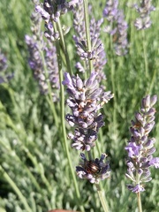 Chrysolina americana