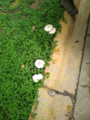 Chlorophyllum molybdites