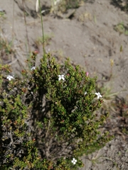 Arcytophyllum thymifolium