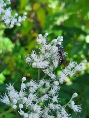 Myzinum obscurum