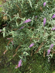 Buddleja davidii