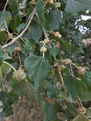 Pemphigus spyrothecae